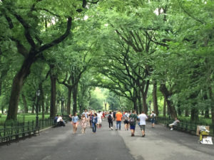 Central Park Pathway, New York City